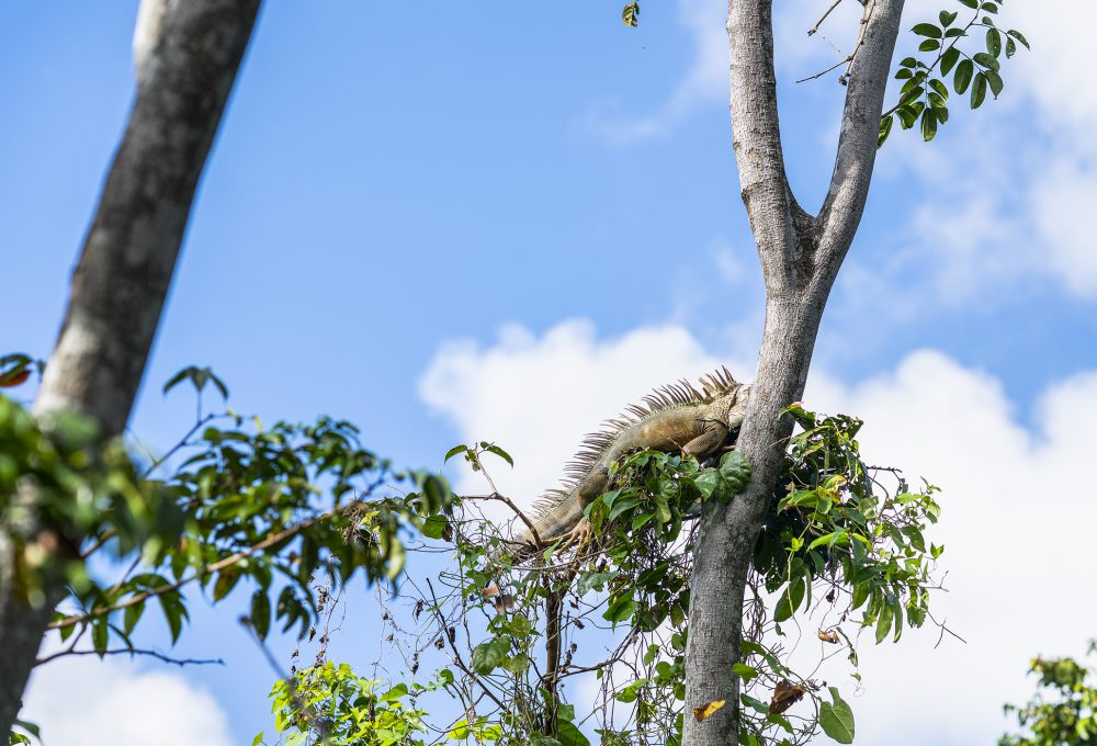 An iguana perched on a tree with the blue sky above him