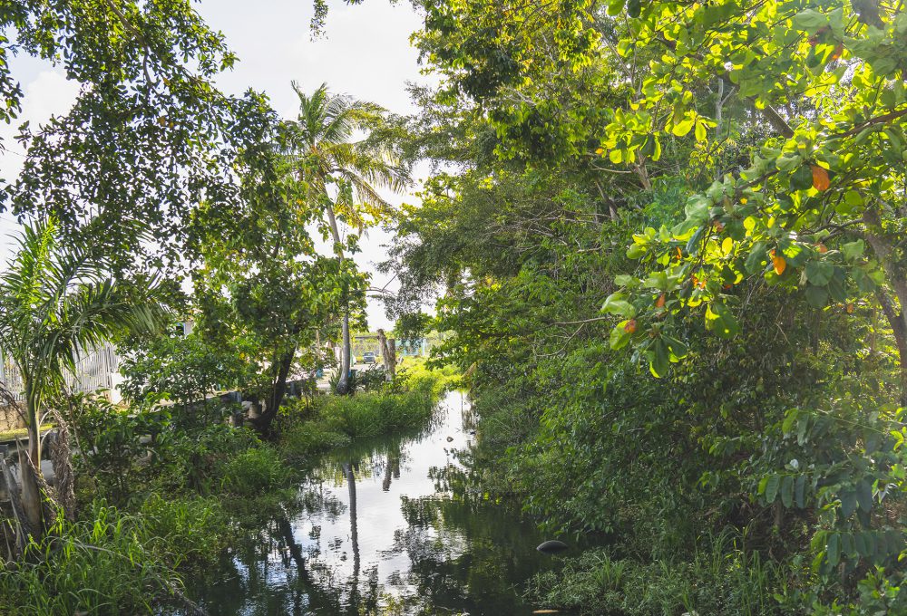 A river stream runs through a neighborhood forest as part of an urban wetland in Puerto Rico